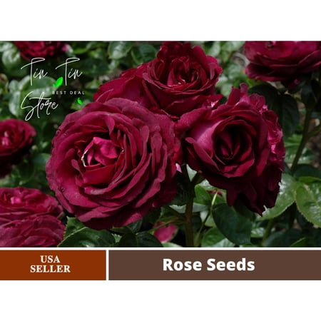 30pcs Rare Seed-Twilight Rose Seeds #1087-Authentic Seeds-Flowers-Seeds-Rose seeds-Herb seeds-Vegetable Seeds-Mix Seeds for Plant-B3G1