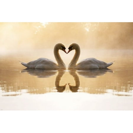 - Lovely Swan Pair On Lake Poster Heart-Shaped Necks Pristine Regal 24X36