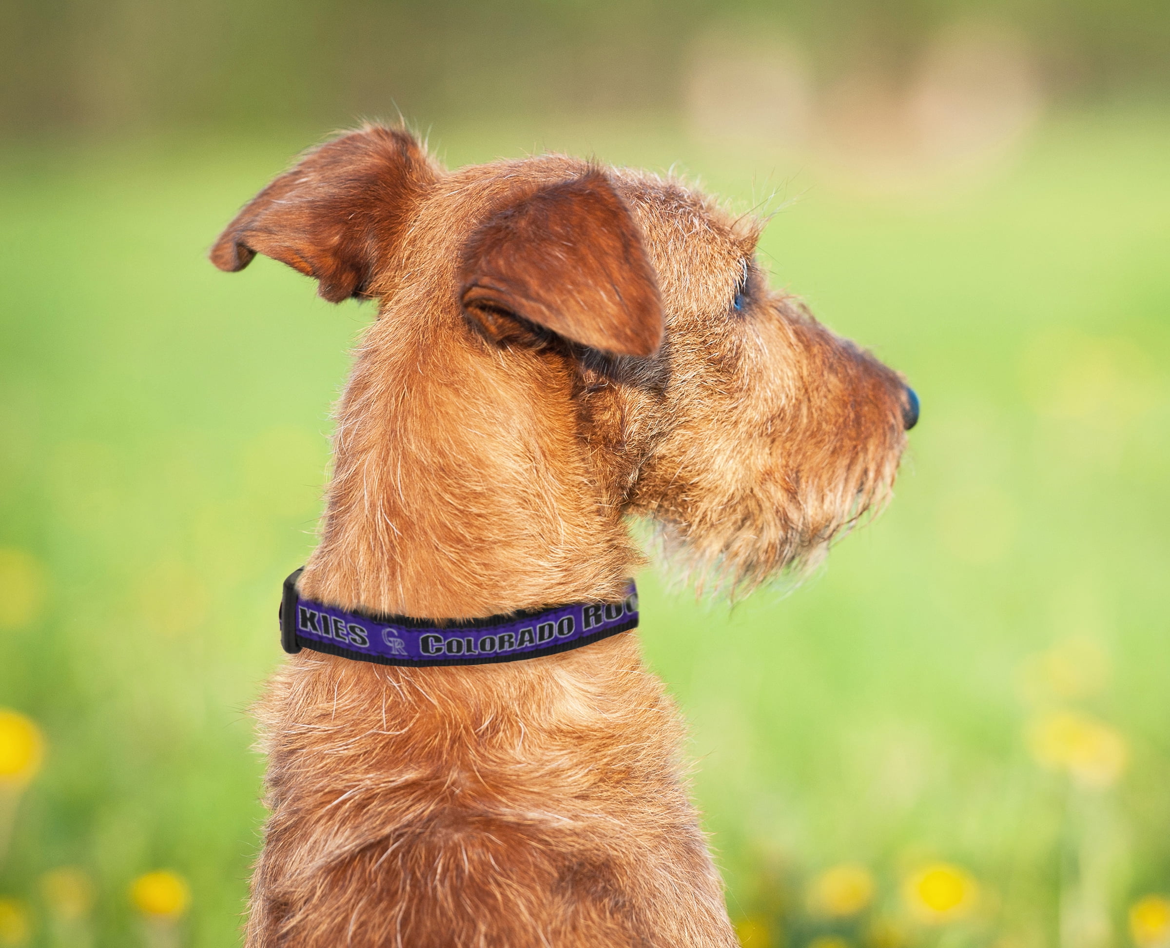 Pets First MLB Colorado Rockies Dogs and Cats Collar - Heavy-Duty, Durable & Adjustable - Extra Large