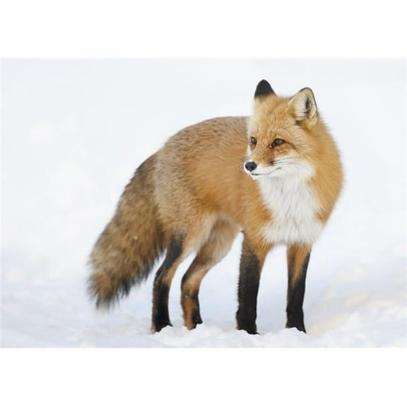 Red fox standing in the snow in winter; Montreal Quebec Canada Poster Print