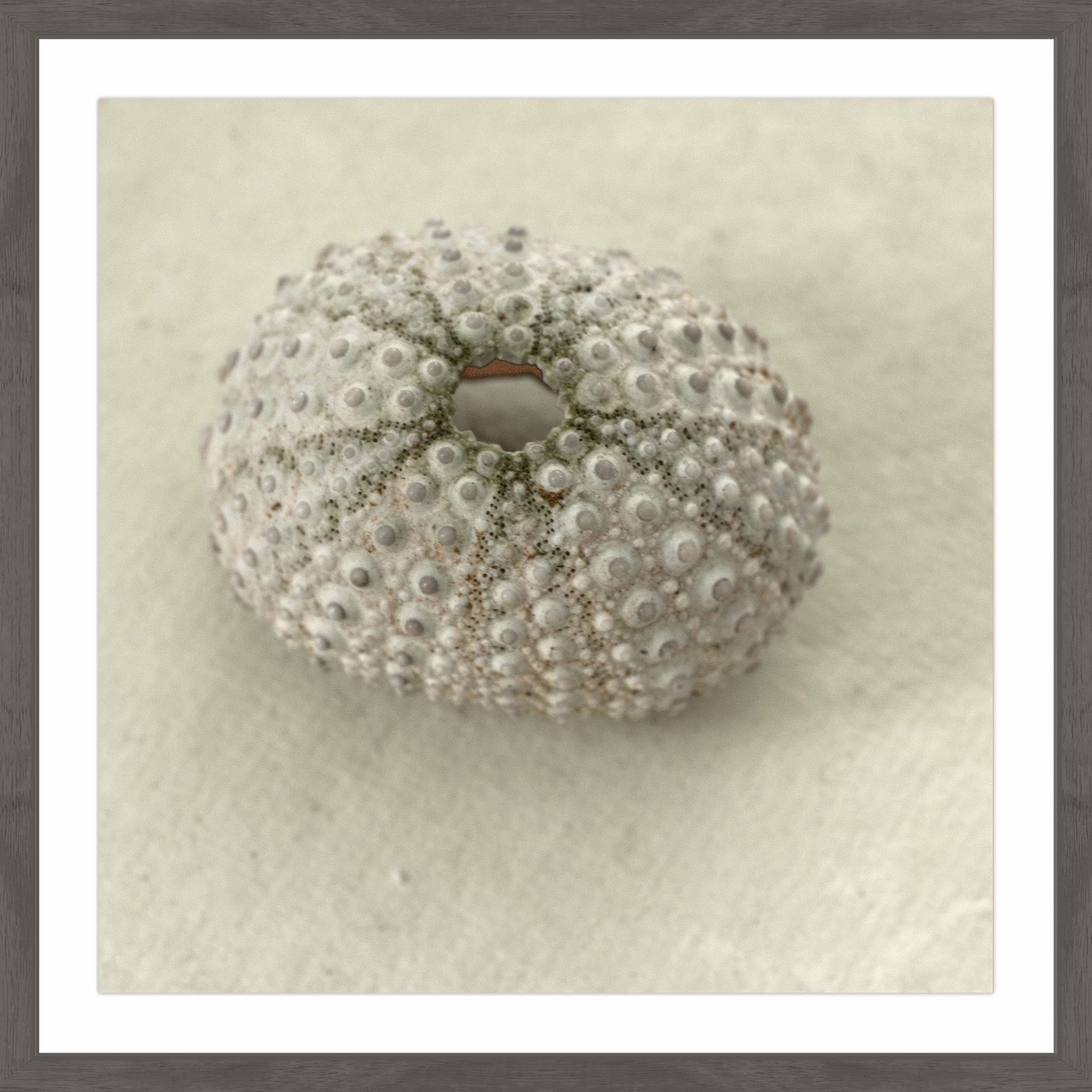"Pearl Urchin Shell" Framed Painting Print