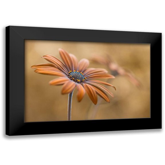 Disher, Mandy 18x13 Black Modern Framed Museum Art Print Titled - Summer glow