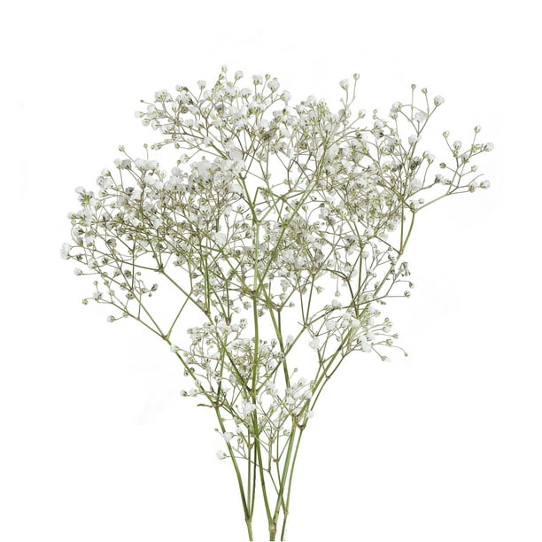 Baby S Breath Fresh Cut Flowers White 10 Bunches Walmart Com Walmart Com