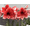 i, variant on Amaryllis bulbs   Home Garden Decoration Bright for Planting Perennials Bulbs for Planting Pots to Grow