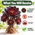 thumbnail image 4 of Succulent Plant Bare Root,Low Maintenance-Decoration, Ideal for Beds Borders, Plant Pots & Planters`, 4 of 6