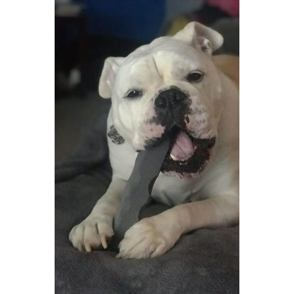 Indestructibone Short Nose Chew Toy for Smooshy Face Dogs 40-80 Pounds