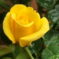 thumbnail image 4 of Heirloom Roses - First Impression Floribunda Rose Bush - Yellow Roses Flowers, 4 of 5