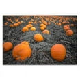 thumbnail image 3 of 45 x 30 Sea of Pumpkins by Tim Oldford - Wall Art Print on Canvas Fabric Orange, 3 of 3