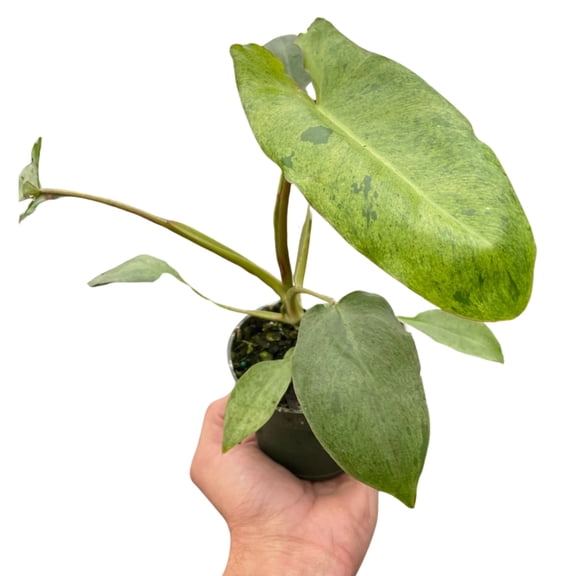 Philodendron 'Paraiso Verde', 4" Pot, Indoor Houseplant, Easy Care, Live Plant for Indoor & Outdoor