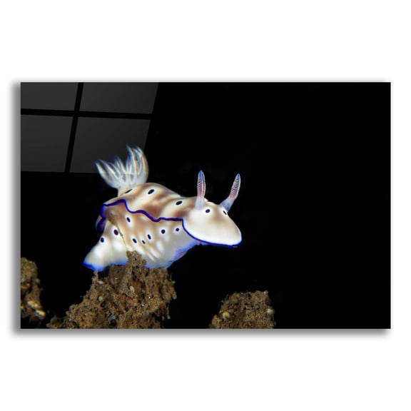 Epic Art 'Nudibranch On Coral Reef' by Epic Portfolio, Acrylic Glass Wall Art, 24"x16"