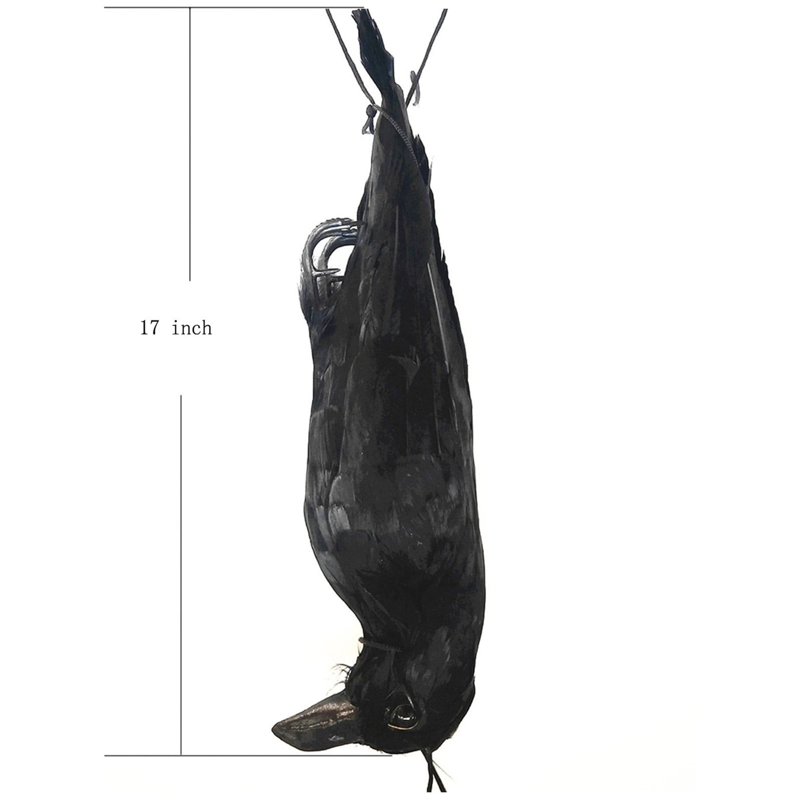 Buy Senuolre Realistic Hanging Dead Crow Decoy Lifesize Extra Large
