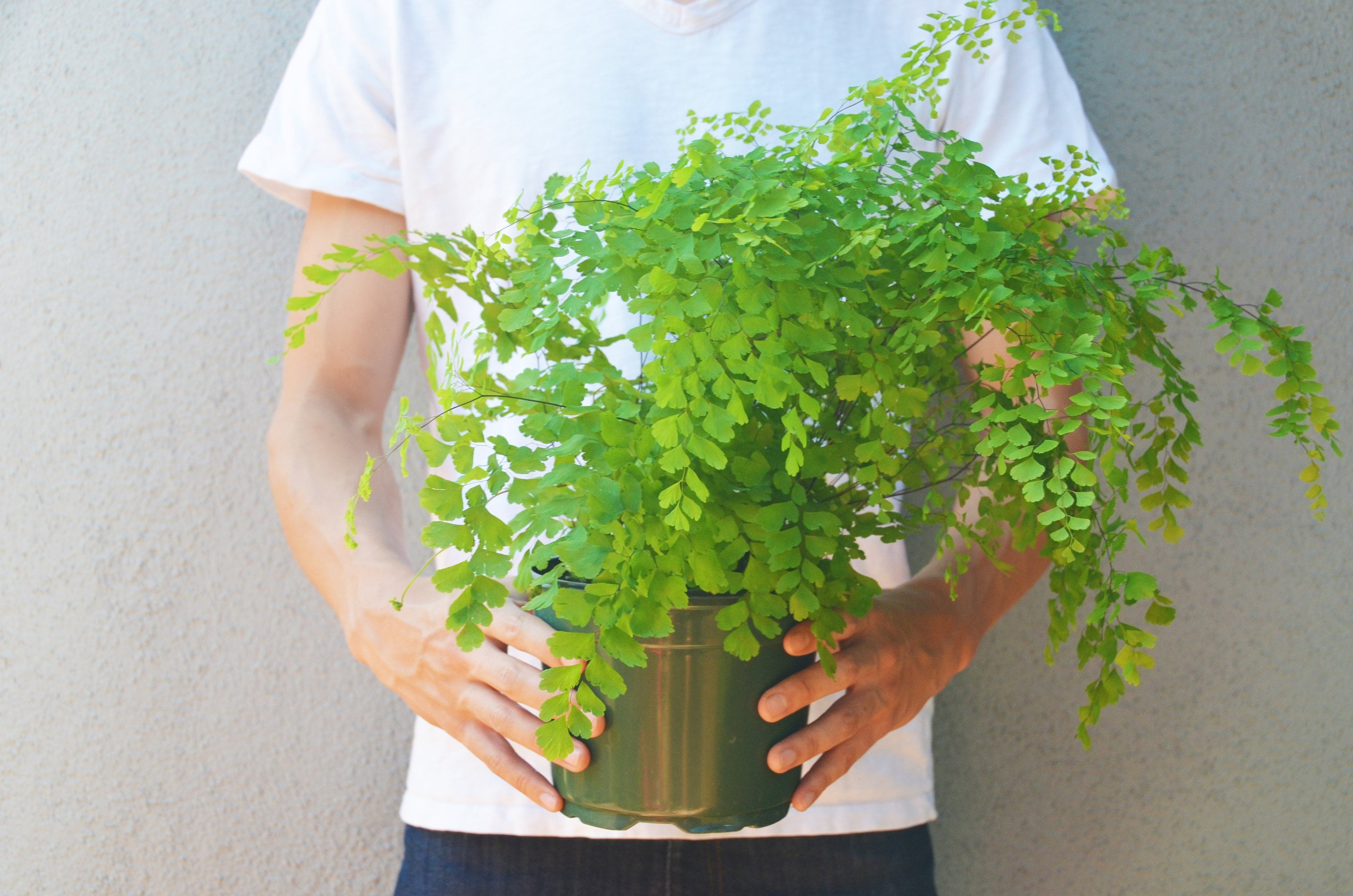 Maidenhair Fern / 6&quot; Pot / Live Plant / House Plant / FREE
