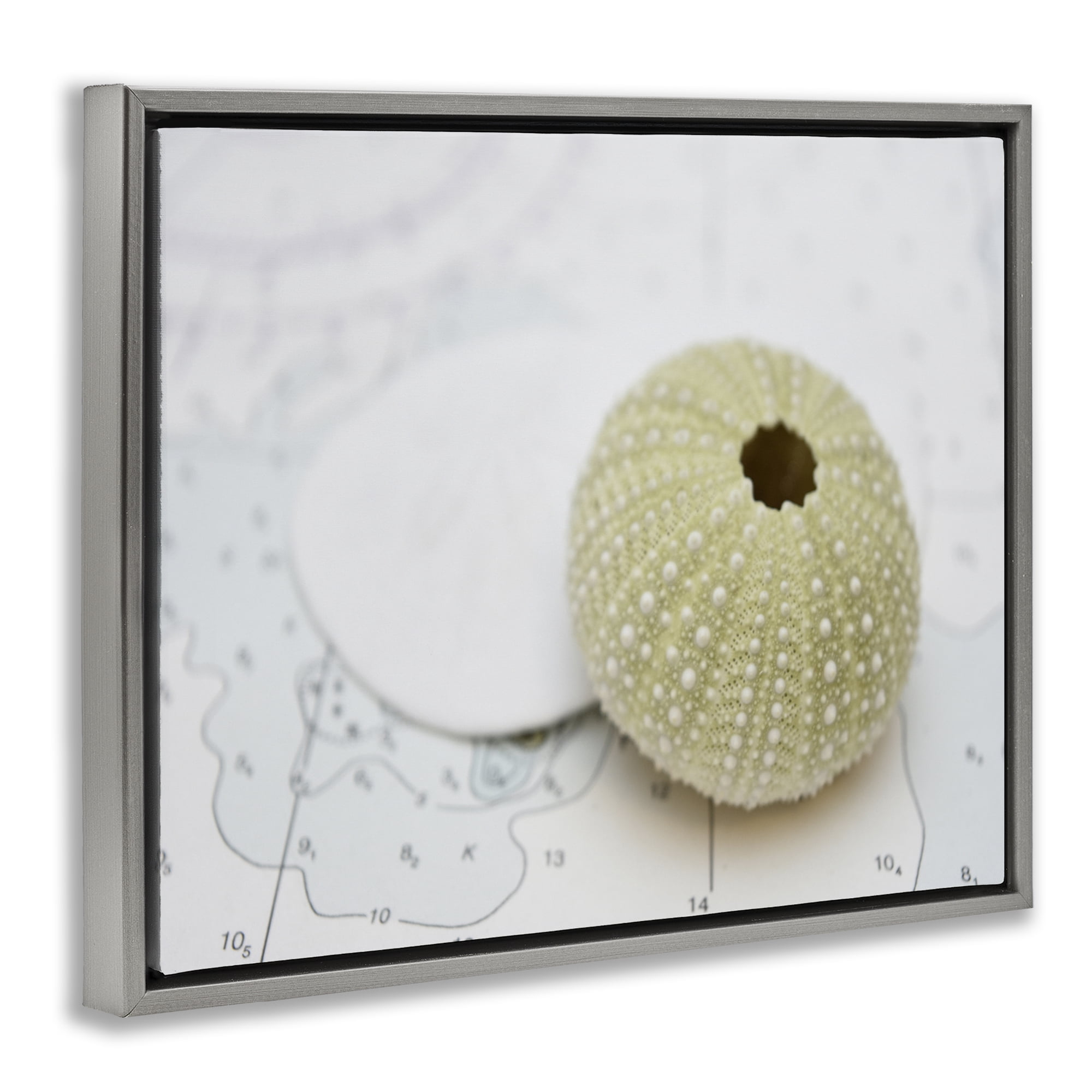 Stupell Industries Aquatic Sea Urchin Nautical & Beach Photography Gray Floater Framed Canvas Art Print Wall Art, 21 x 17