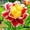 A, variant on Peony, Low Maintenance - Easy Grow - Ideal for Beds Borders, Plant Pots & Planters