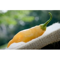 Sugar Rush Malawi Piquante Heirloom Pepper Premium Seeds Packet
