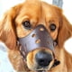 thumbnail image 1 of Adjustable Soft Leather Muzzle for Dogs - Secure and Breathable 26s, 1 of 3