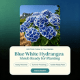 thumbnail image 5 of Hydrangea Shrub, Shade Plant for Gardens-Easy Grow-Low Maintenance-Ideal for Beds Borders, Plant Pots & Planters, 5 of 5