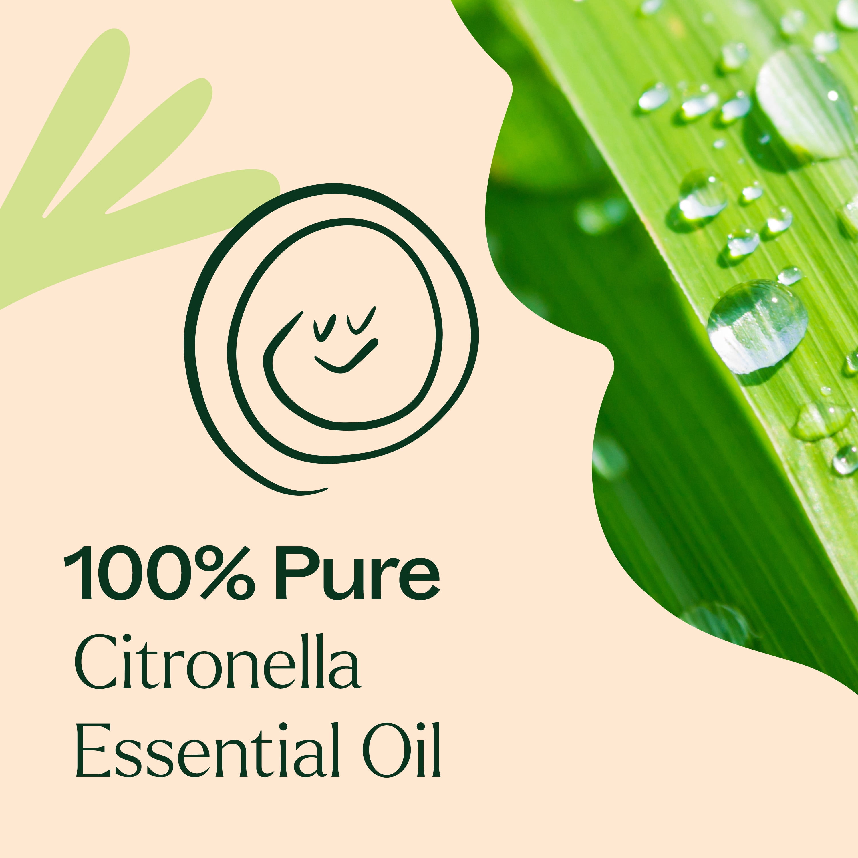 Plant Therapy Citronella Essential Oil 100 mL (3.3 oz) 100% Pure, Undiluted, Natural Aromatherapy