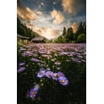 thumbnail image 2 of Matsubara, Hiroki 11x14 Gold Ornate Wood Framed with Double Matting Museum Art Print Titled - Flowers That Bloom Only Here, 2 of 4