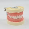 thumbnail image 3 of HLONK Typodont Teeth Model Practice Typodont Model with Removable Teeth, 3 of 11