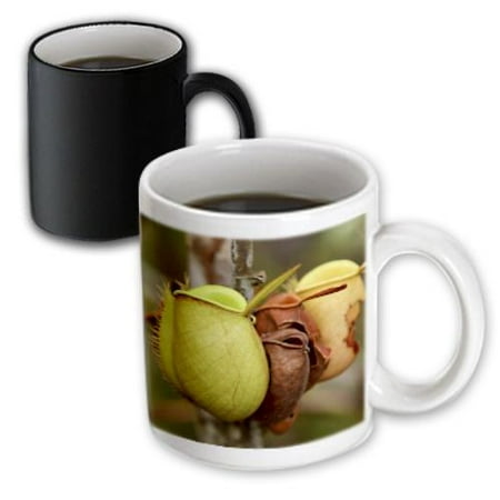 3dRose Borneo, Malaysia, Sarawak, Pitcher plant flora-AS23 JST0032 - Jay Sturdevant, Magic Transforming Mug, 11oz