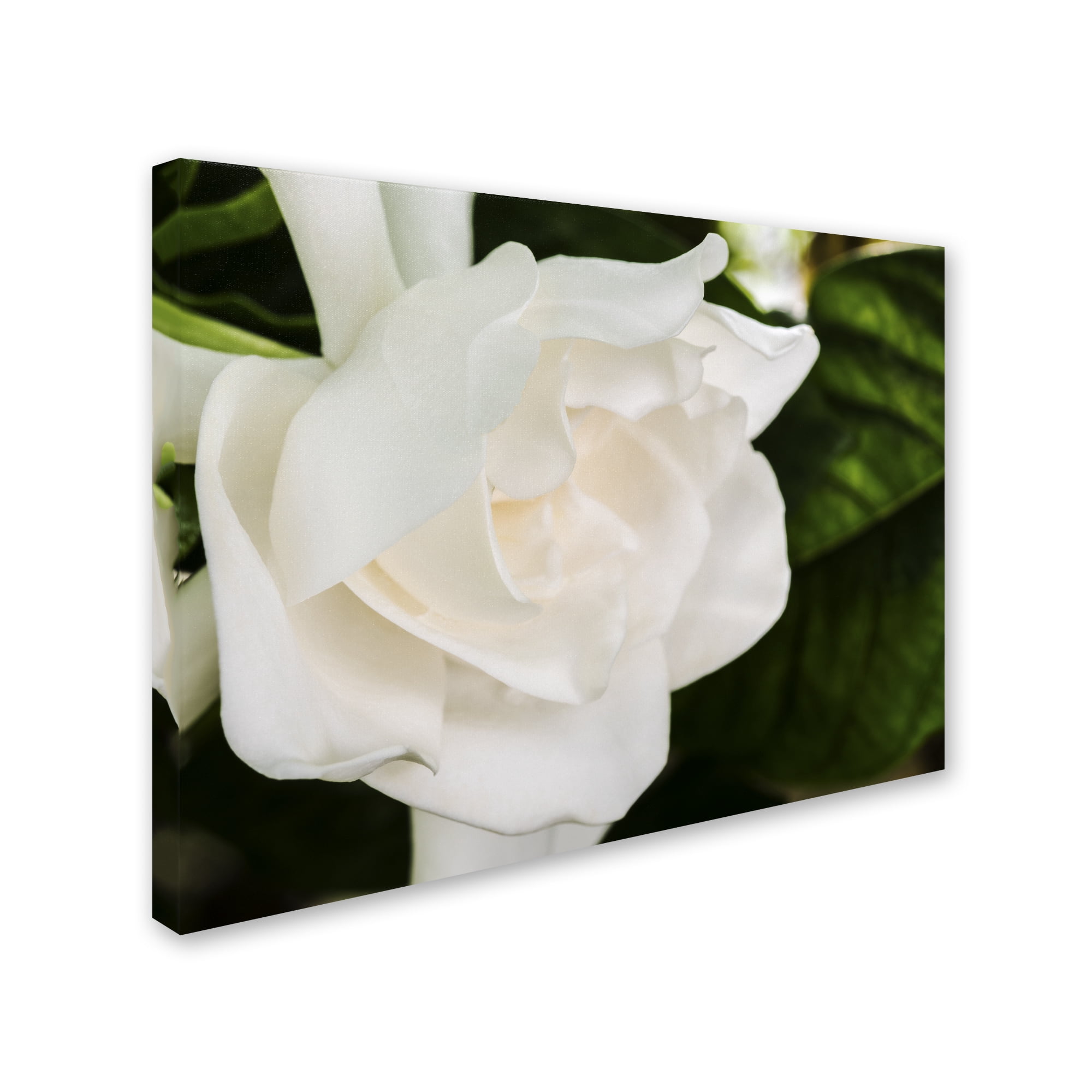 Trademark Fine Art "Gardenia" Canvas Art by Kurt Shaffer