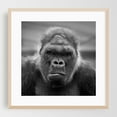 thumbnail image 2 of Silverback - Photography Wildlife Black and White Animal Portrait Nature Jungle Moody Unframed Wall Art Print 20 x 20 inches, 2 of 9