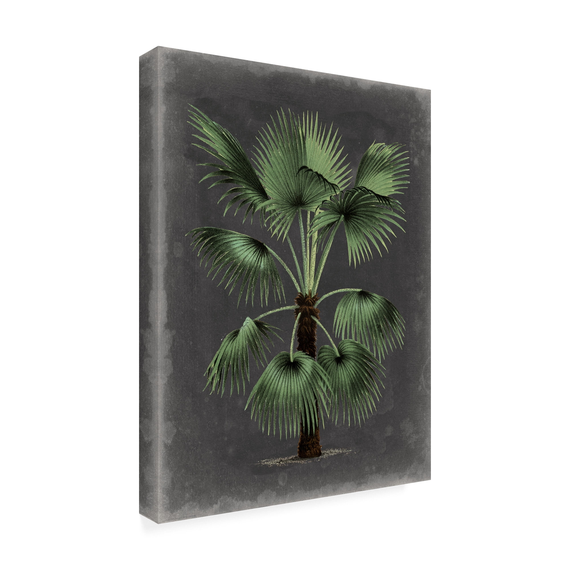 Trademark Fine Art 'Dramatic Palm II' Canvas Art by Vision Studio
