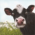 thumbnail image 2 of Great Art Now Daisy Moo by Angela Bawden, Framed Wall Art, 14W x 14H, 2 of 3
