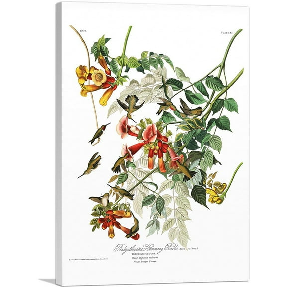 ARTCANVAS Ruby Throated Humming Canvas Art Print by John James Audubon - Size: 26" x 18" (0.75" Deep)