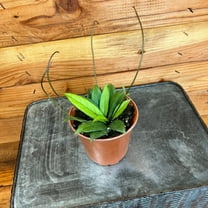 Hoya Crassipetiolata Little Splash, 4" Plant, The Plant Farm