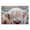 Highland Cattle Photograph, variant on Stupell Industries Rustic Lodge Got My Hair Done Cattle Black Floating Frame Canvas Art, 25 x 17, by Renel Peters