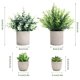 thumbnail image 2 of Plantas artificiales CEWOR, eucalipto y romero, suculentas, 4 unidades con macetas, 2 of 7