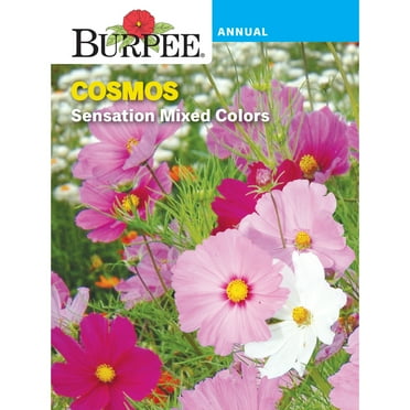 Burpee Sensation Mix Cosmos Flower Seed, Annual Flower, 1-Pack, Full Sun