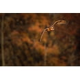 thumbnail image 2 of Galloimages Online 24x17 White Modern Wood Framed Museum Art Print Titled - Short Eared Owl, 2 of 4