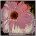 thumbnail image 2 of Bolokofsky, Ronald 26x26 Black Ornate Wood Framed with Double Matting Museum Art Print Titled - Floral Pink, 2 of 4
