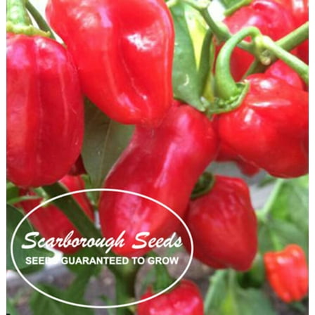 Scarborough Seeds Habanero Caribbean Red Pepper 100 Seeds -Non-GMO