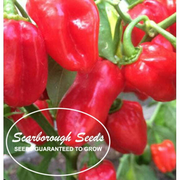 Scarborough Seeds Habanero Caribbean Red Pepper 100 Seeds -Non-GMO