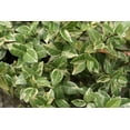 thumbnail image 4 of Variegated Asiatic Jasmine Minima - 50 Live Plants - Trachelospermum Asiaticum 'variegatum' - Evergreen Groundcover, 4 of 8