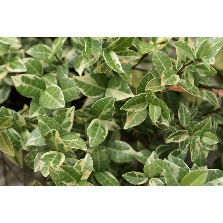 Variegated Asiatic Jasmine Minima - 10 Live Plants