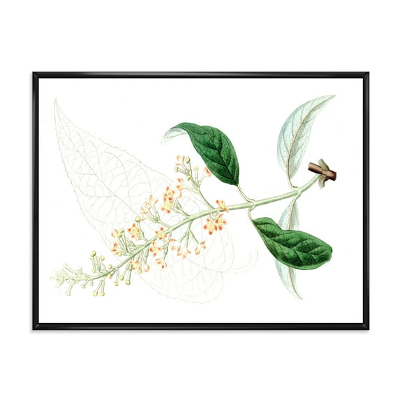 Ancient Plant Life XXVII 20 in x 12 in Framed Painting Canvas Art Print, by Designart