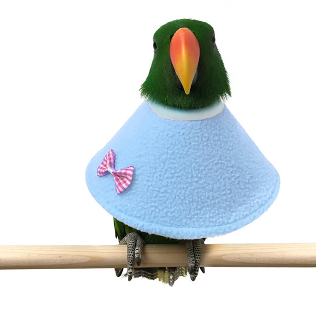 Cône Collier pour Perroquet Anti-Morsure à Nœud Réglable en Forme pour Animal, Collier de Récupération pour Oiseau