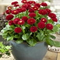 thumbnail image 4 of Outsidepride English Daisy Bellis Perennis Red Flower Seed - 10000 Seeds, 4 of 9