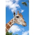 thumbnail image 2 of Richardson, Larry 17x24 Black Ornate Wood Framed with Double Matting Museum Art Print Titled - A reticulated giraffes height gives it a downward glance, 2 of 4