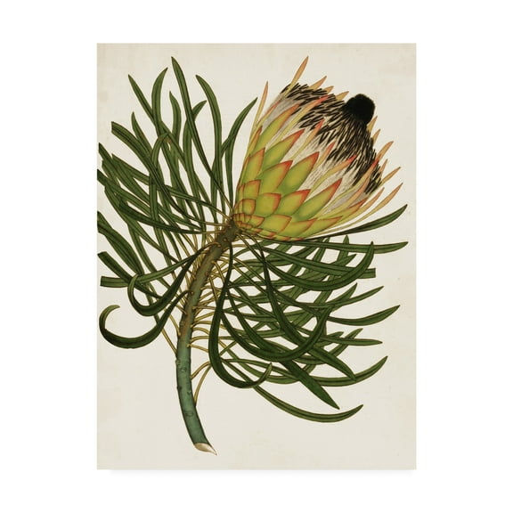 Trademark Fine Art 'Antique Protea III' Canvas Art by Unknown