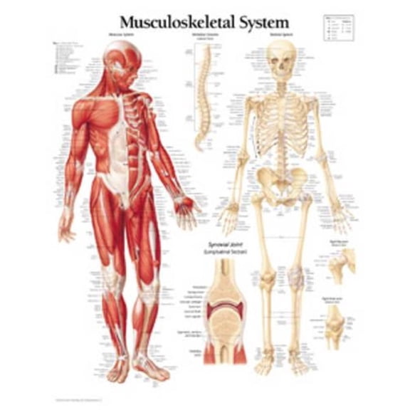 Musculoskeletal System chart : Wall Chart (Wallchart)
