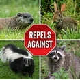 Animal Stopper Repellent; Repels Groundhogs, Rabbits, Skunks, Raccoons