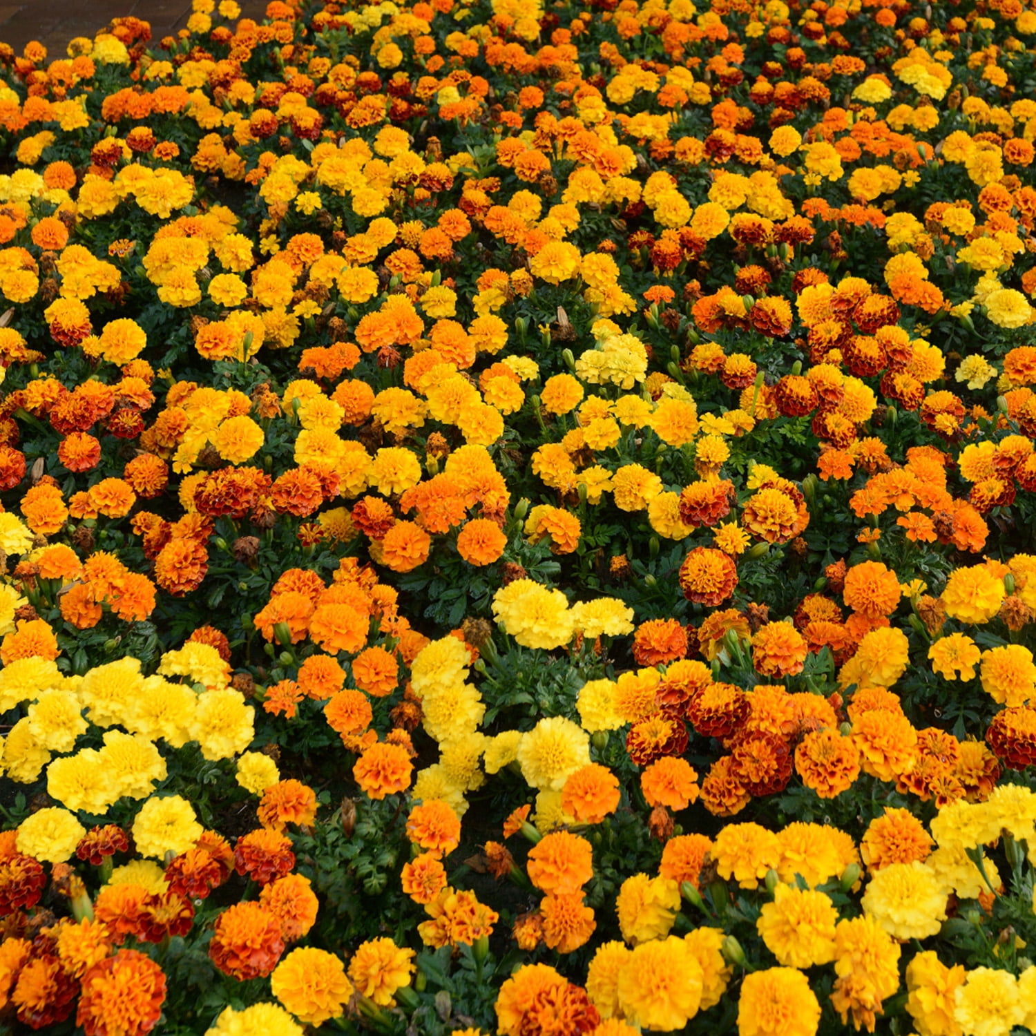 Altman Plants Yellow French Marigold 4-Pack, Marigolds, Spring Flowers, 4" Pots, Annuals, Full Sun