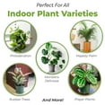 thumbnail image 2 of Indoor Plant Soil 4qt - Perfectly Balanced Potting Mix for All Varieties of Houseplants, 2 of 5