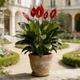 thumbnail image 4 of Ramo de Flores de Anturio Artificial, Multicolor, 48cm/18in, Decoración Falsa para Interiores, Duradero, Incluye 2 Ramos, 4 of 6